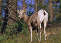 Ovis Canadensis